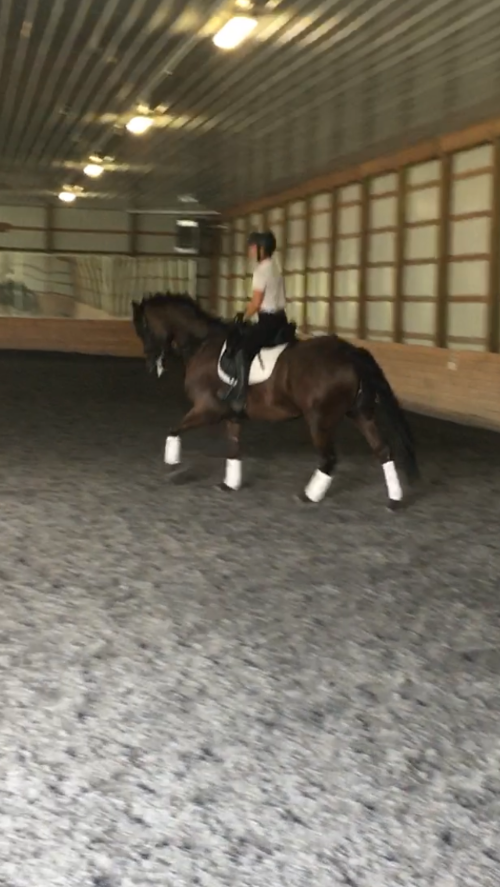 dressage horse for sale in New Jersey United States 