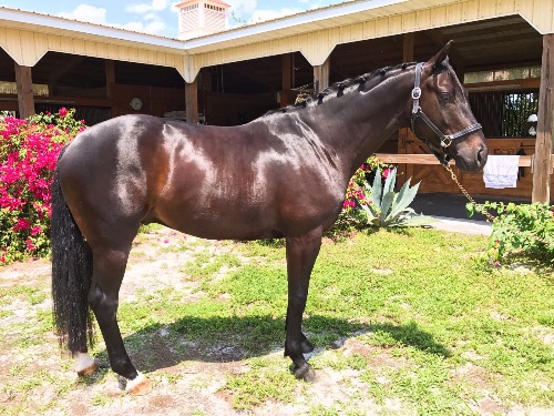 dressage horse for sale in United States 