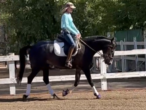 Andalusian gelding for sale