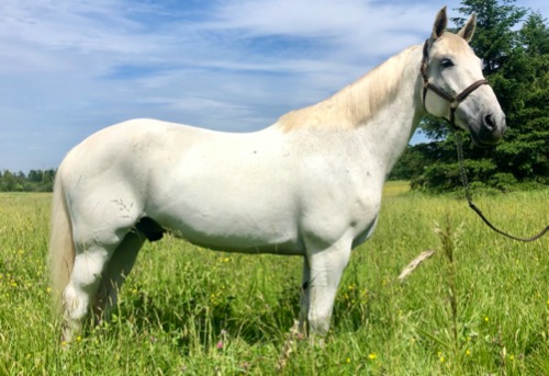 Other gelding for sale