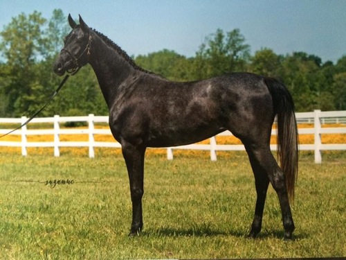 dressage horse for sale in Maryland United States 