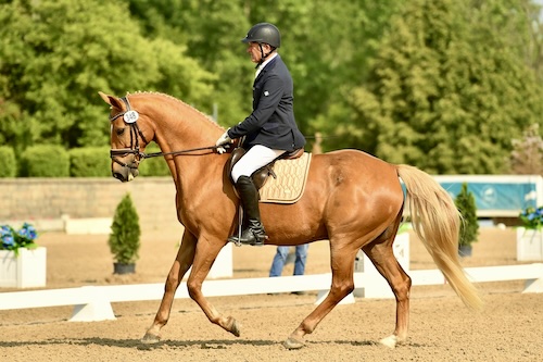 dressage horse for sale in Illinois United States 