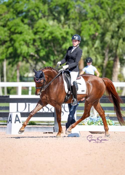 dressage horse for sale in Ontario Canada 