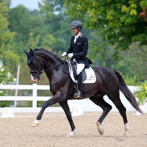 dressage horse for sale in Maryland United States 