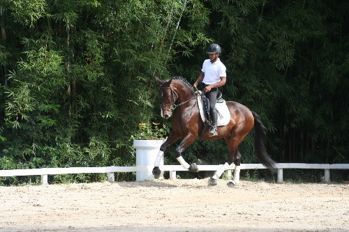 dressage horse for sale in Brazil 