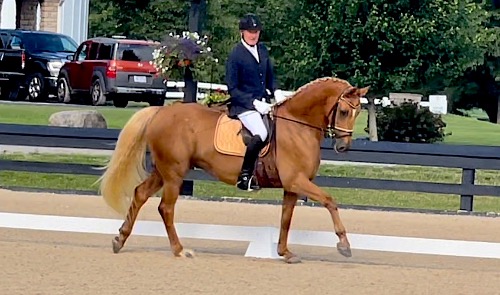 dressage horse for sale in Illinois United States 