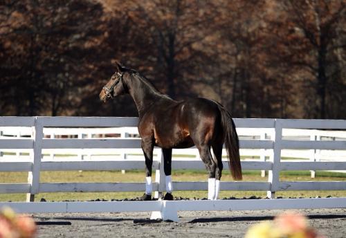 Dressage Horse For Sale- International Quality Stallion. Special ...