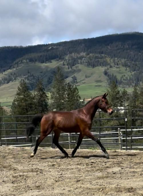 dressage horse for sale in British Columbia Canada 