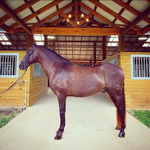 Ubie: Andalusian gelding for sale