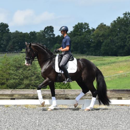 dressage horse trained to third level