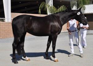 Dutch Warmblood mare for sale