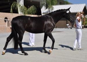 dressage horse trained to third level