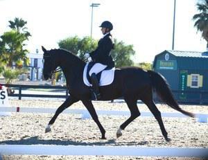 dressage horse for sale in California United States 