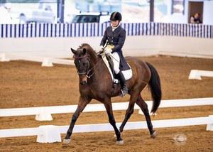 Hanoverian gelding for sale