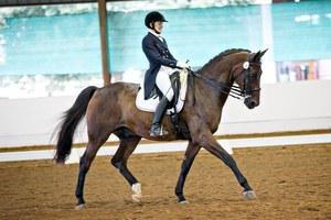 dressage horse trained to intermediate 1