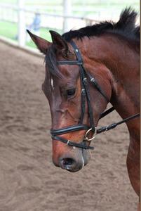 dressage horse for sale in Utah United States 