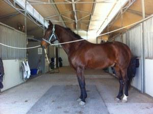 Hanoverian gelding