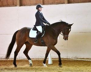 Dutch Warmblood gelding for sale