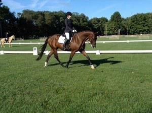 dressage horse trained to first level