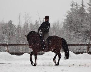 dressage horse trained to none