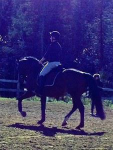 dressage horse for sale in New Brunswick Canada 