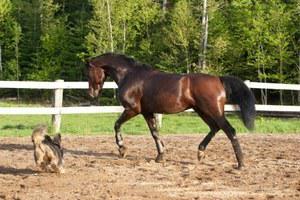 American and Canadian Morgan Horse Registry gelding