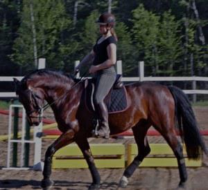 Bay gelding