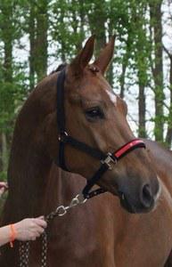 Westphalian gelding for sale