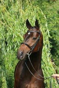 dressage horse trained to first level