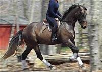 dressage horse trained to none