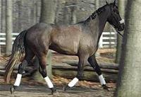 dressage horse for sale in New York United States 