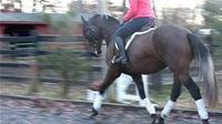 FSHA gelding