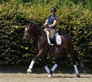 dressage horse trained to first level