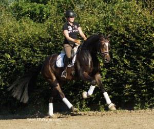 dressage horse for sale in Florida United States 