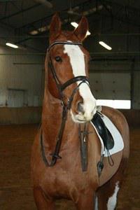 Dutch Warmblood gelding for sale