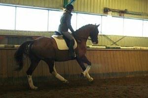 dressage horse trained to training level