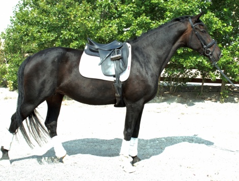 Oldenburg mare for sale