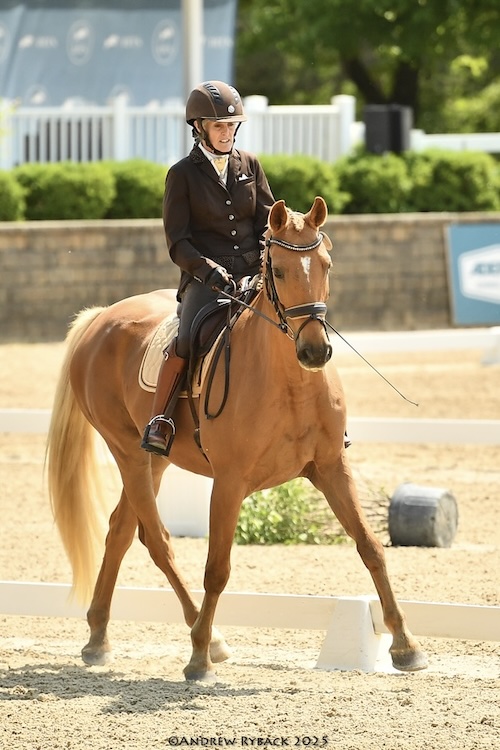 Warmblood Breeders Studbook UK gelding