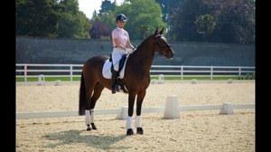 Dutch Warmblood gelding for sale