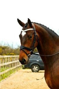 dressage horse trained to first level