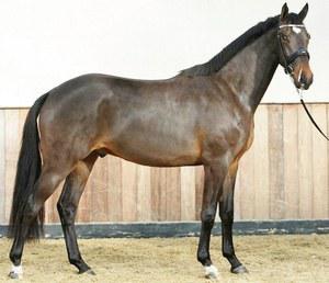 dressage horse for sale in Ireland 