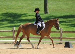 dressage horse trained to fourth level