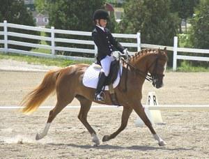 dressage horse for sale in Minnesota United States 