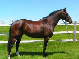 Westphalian mare for sale