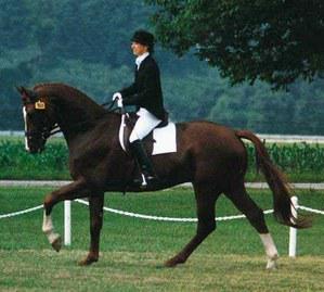 dressage horse for sale in Wisconsin United States 