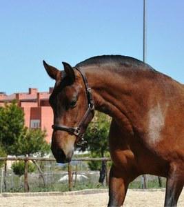 Andalusian mare for sale