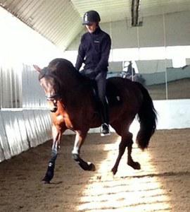 dressage horse trained to none