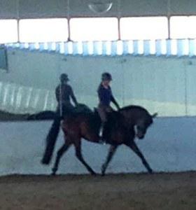 dressage horse for sale in Ontario Canada 