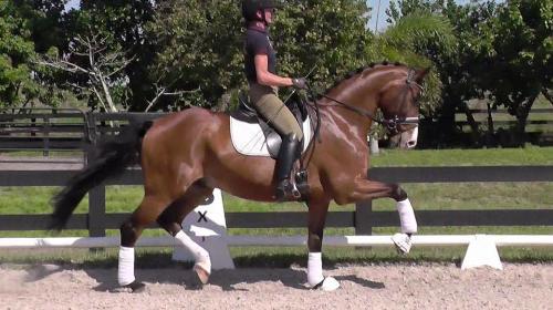 Oldenburg gelding for sale