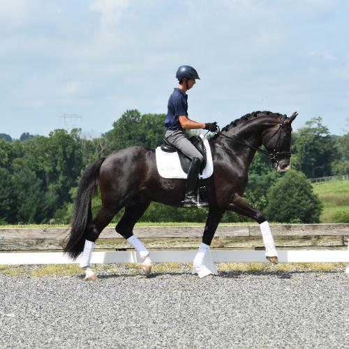 Oldenburg stallion for sale